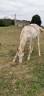 Yearling-poulain, robe rare, super tempérament, entier 