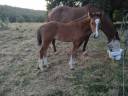 Poulain foal SF