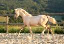 Poulain poney palomino