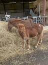 Oskar poney alezan shetland X appaloosa