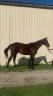 Très beau cheval 4 ans 168 cm 