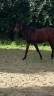 Vend poulain 2 ans endurance