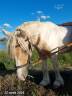 Irish cob ITI entier ( peut être castré)