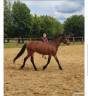 Poney hongre ONC bai, taille C 1,35m, âge 7 ans