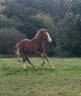 Foal par Itoki de Riverland sur bonne souche SF