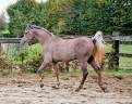 Superbe hongre pur-sang arabe de 2,5 ans, grande taille