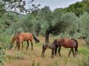 Petite ferme équestre en Espagne