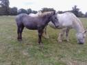 POULAIN MALE PERCHERON 8 MOIS 