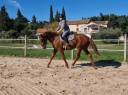 Gentil cheval de 3 ans pratique et facile 