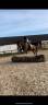 Cheval Titou pur sang 7 ans 1m73