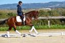 Jument de dressage 