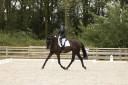 Magnifique hongre de dressage par RUBIN ROYAL ,4 ans