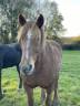 A VENDRE : Magnifique Jument Cob  Normande