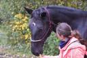 Cheval jument 4 ans 