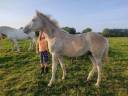 jeune cheval arabo-boulonnais