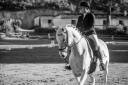 Lipizzan hongre 6 ans - Dressage