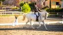 Lipizzan hongre 6 ans - Dressage