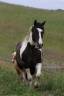 Saillie étalon Paint Horse homozygote tobiano et noir