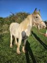 Jument irish cob