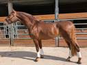 Granjero: Hongre de 4 Ans, Allure et Charisme, 