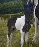 Poulain Irish Cob x Shetland OC