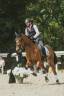 Cheval PRE PP Dressage Equitation de travail