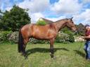 vends cheval de dressage ou voltige