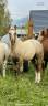 Jument pouliche palomino welsh part-bred