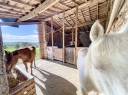 fermette 153 m² sur 10 ha de prairie idéal chevaux