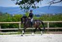 Hongre 5 ans dressage par quaterbold 