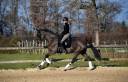 Hongre 5 ans dressage par quaterbold 