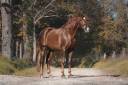 Granjero: Hongre de 4 Ans, Allure et Charisme,