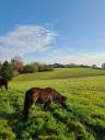 Pension pré chevaux de retraite