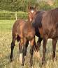 Foal SF par Pegase van't Ruyttershof X Kannan X Quidam 