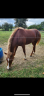 Yearling welsh cob