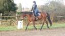 vends cheval de loisir 5 ans 