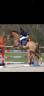 Poney D de sport 