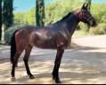 A confier, magnifique jeune cheval de sport (hongre)