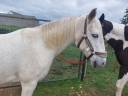 Poney connemara 