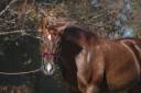 Granjero, Hongre de 4 Ans, Allure et Charisme