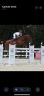 Cheval de sport Hongre 8 ans 