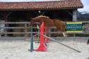 Top poney D cheval belge