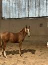 Vente poulain poney 