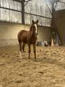 Vente poulain poney 