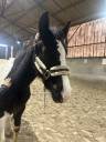 Vente poulain cheval taille adulte 