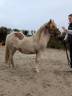 Poney Shetland standard 