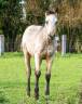 Poulain appaloosa