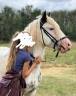 Poney gypsy cob 