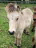 Jeune poney shetland