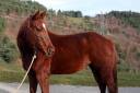 Jument 6 ans quarter horse ONC